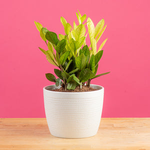 chameleon zz plant in white textured mixed material pot set on a bright pink background