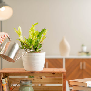 chameleon zz plant in white textured mixed material pot being watered by someone in their brightly lit living room 