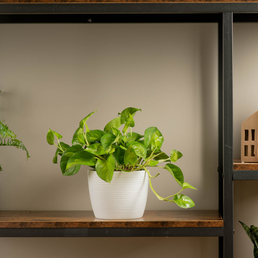 global green pothos in white textured pot sitting atop a wood and iron shelf in someones home 