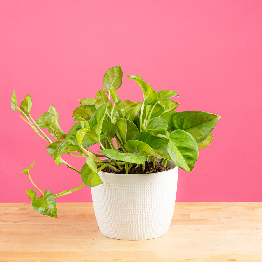 global green pothos in white textured pot set against a bright pink background