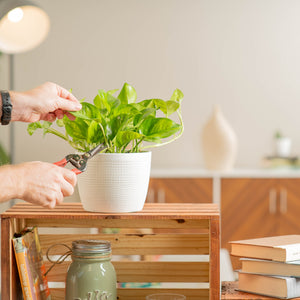 global green pothos in textured white pot being pruned by someone, in a brightly lit living room