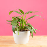 epipremnum aplissimum plant in textured white mixed material planter against a bright pink background