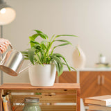 epipremnum aplissimum in white textured mixed material pot being watered by someone in their brightly lit living room