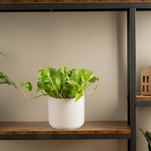 golden pothos plant in white mid century modern pot sitting atop a wood and  iron shelf in someones home 