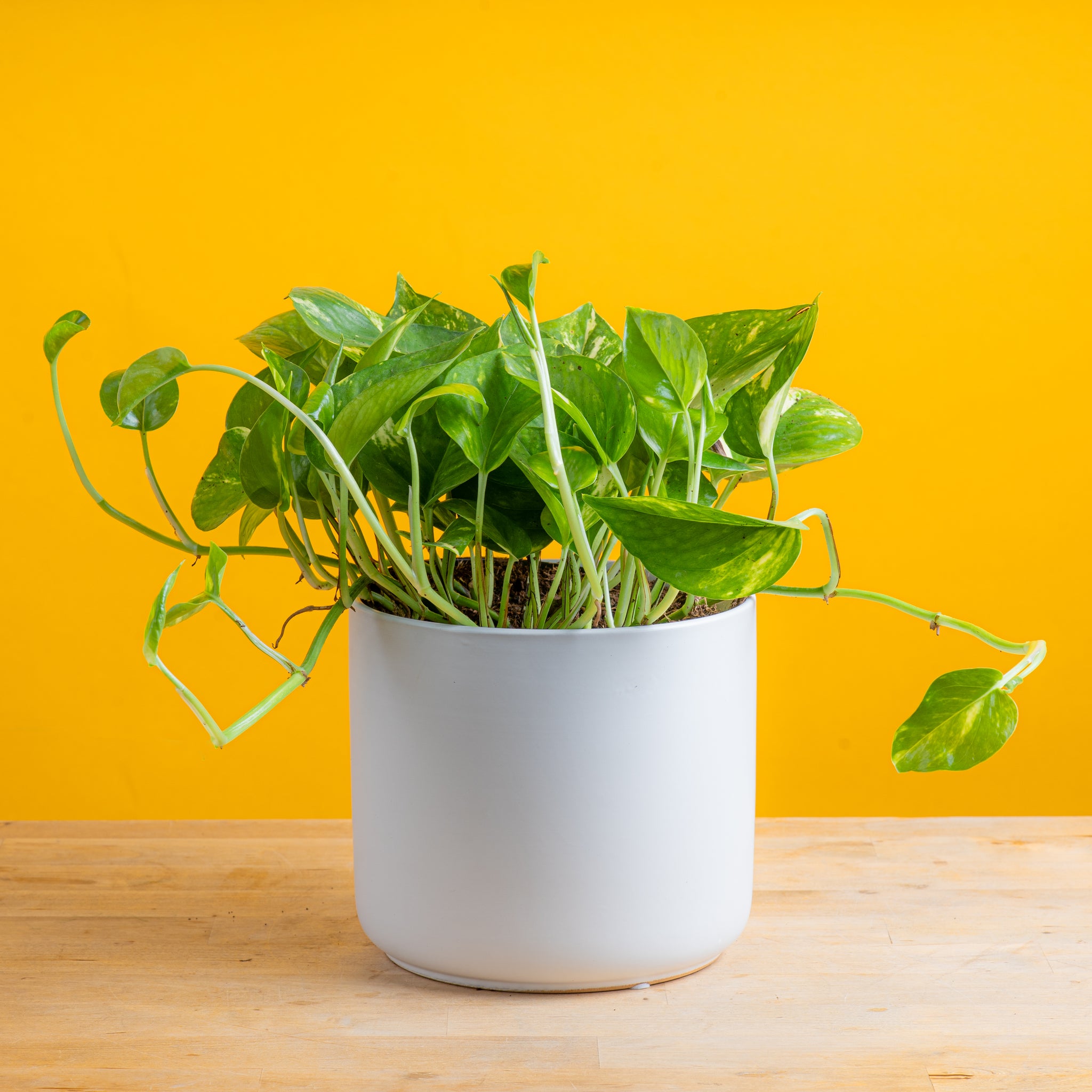 golden pothos plant in white mid century modern pot, set against a bright yellow background