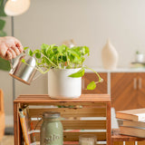 golden pothos plant in white mid century modern pot being watered by someone in their brightly lit living room 