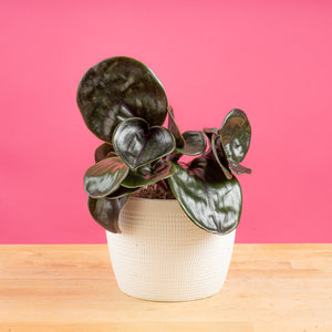 Geogenanthus plant in textured white pot set against a bright pink background