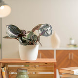 Geogenanthus plant in a textured white pot sitting on a wooden table in someones brightly lit living room