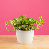 lemon meringue pothos plant in a textured white mixed material pot, with lime green and dark green and cream variagations in the leaves, set against a bright pink background