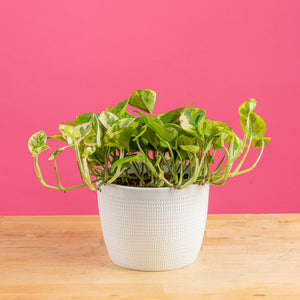 lemon meringue pothos plant in a textured white mixed material pot, with lime green and dark green and cream variagations in the leaves, set against a bright pink background