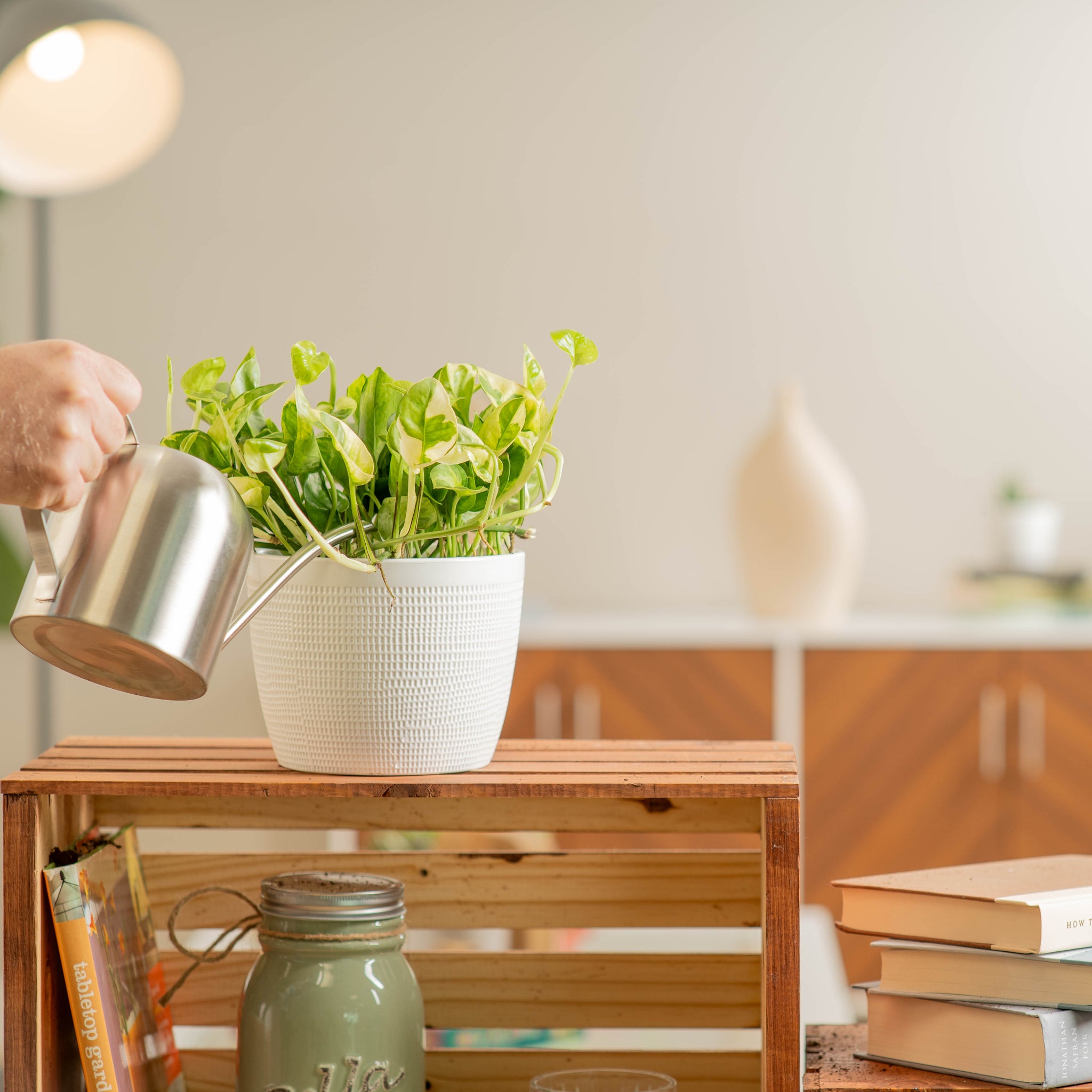 lemon meringue pothos pot being watered by someone in their brightly lit living room