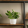 monstera cobra plant in textured white pot, sitting atop a wood and iron shelf 