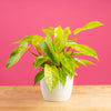 painted lady philodendron plant in a 6in white ceramic textured planter on a bright pink background