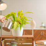 painted lady philodendron plant plant being watered by a person in a bright living room area plant is in a 6in white textured ceramic planter