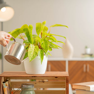 painted lady philodendron plant plant being watered by a person in a bright living room area plant is in a 6in white textured ceramic planter