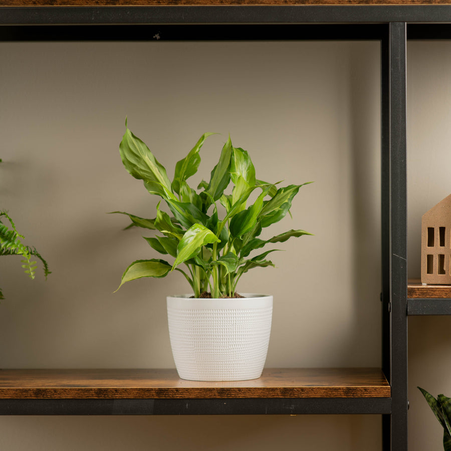 spathonema plant on a wood and iron shelf in someones home in a 6in white ceramic textured pot