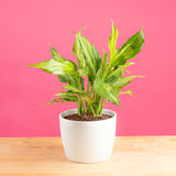 spathonema aglaonema plant in a 6in white ceramic textured planter on a bright pink background