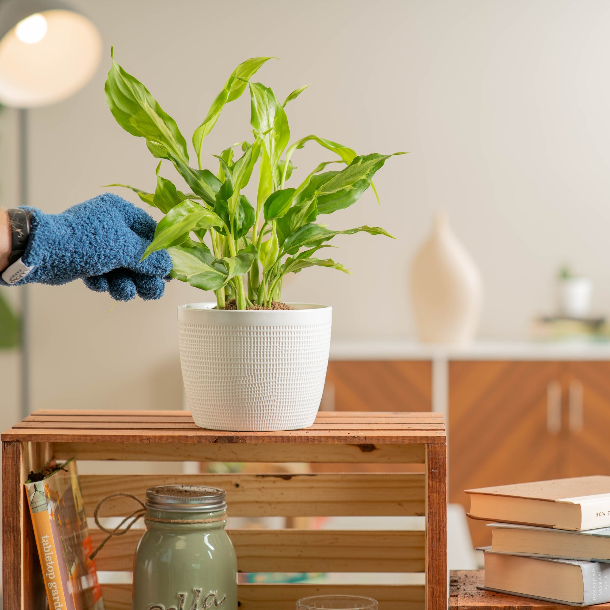 spathonema aglaonema plant being cleaned by a person in a bright living room area plant is in a 6in white textured ceramic planter