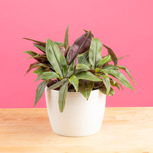 Tradescantia Roxxo | medium