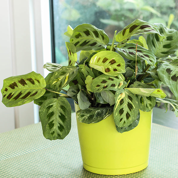 Kim Prayer Plant