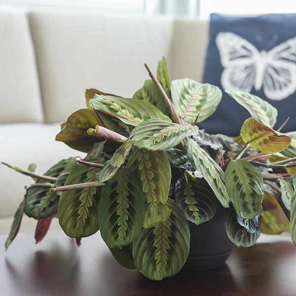 Red Prayer Plant