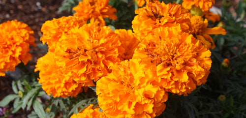 Marigold