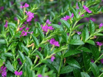 Mexican Heather