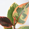 detail view of a high variagation leaf that shows more pink and red covering the leaf of the ficus ruby