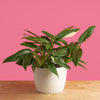 monstera cobra plant in textured, white mixed material pot, set against a bright pink background