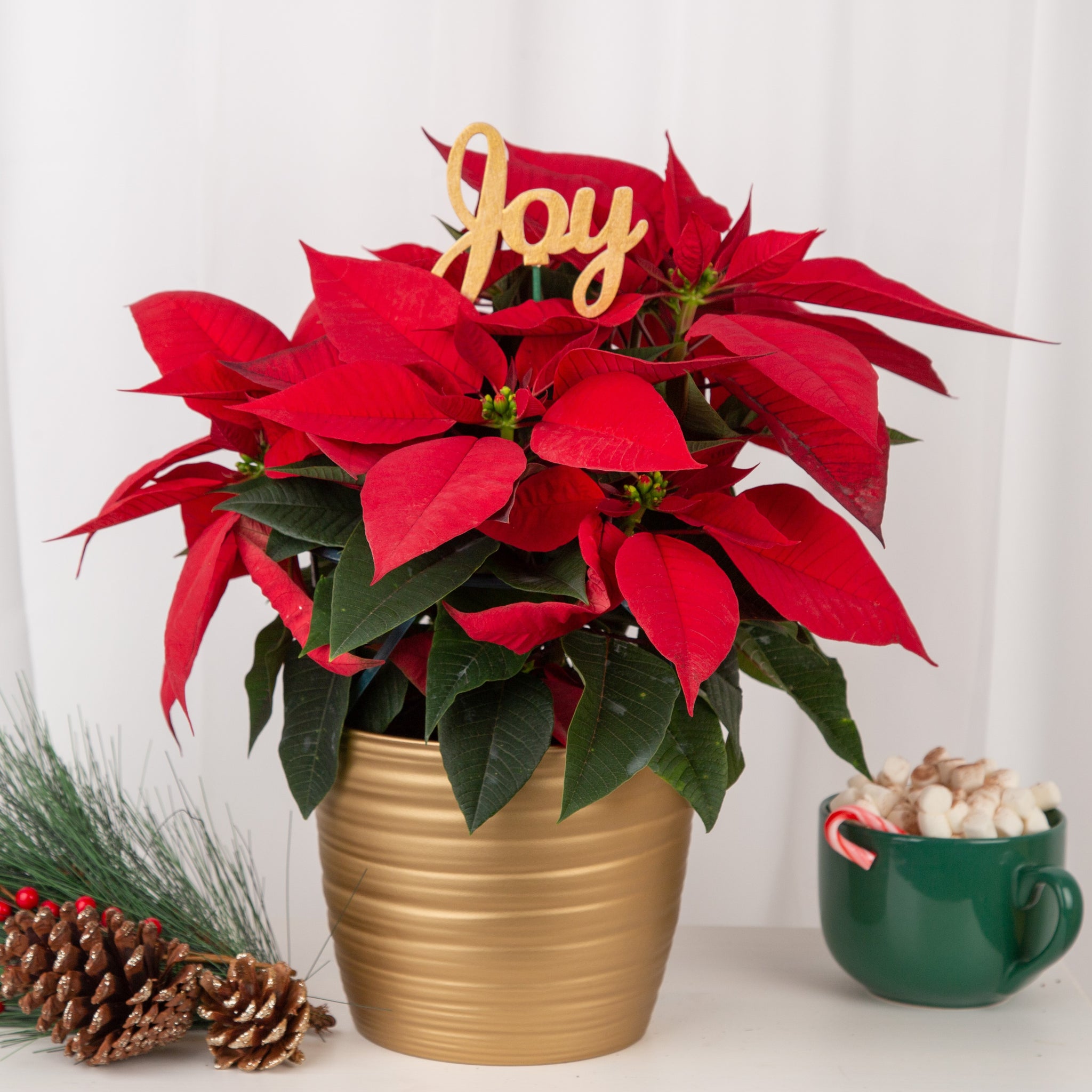 medium poinsettia plant with bright red foliage in a gold pot with a decor pick reading "joy", next holiday decor on a table 