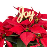 detail close up view of bright red poinsettia foliage and leaves, and decor pick reading "joy"