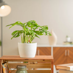 Little Swiss Monstera -- Monstera adansonii -- houseplant in white ceramic pot