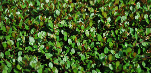 Maidenhair Vine