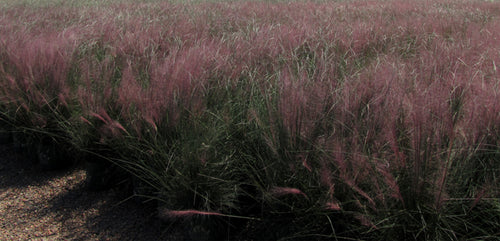 Pink Muhly Grass