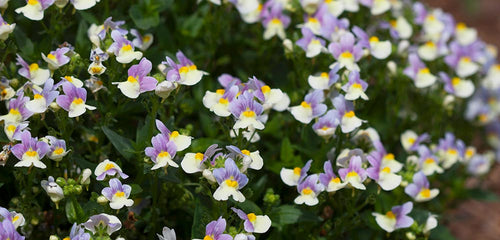 Nemesia