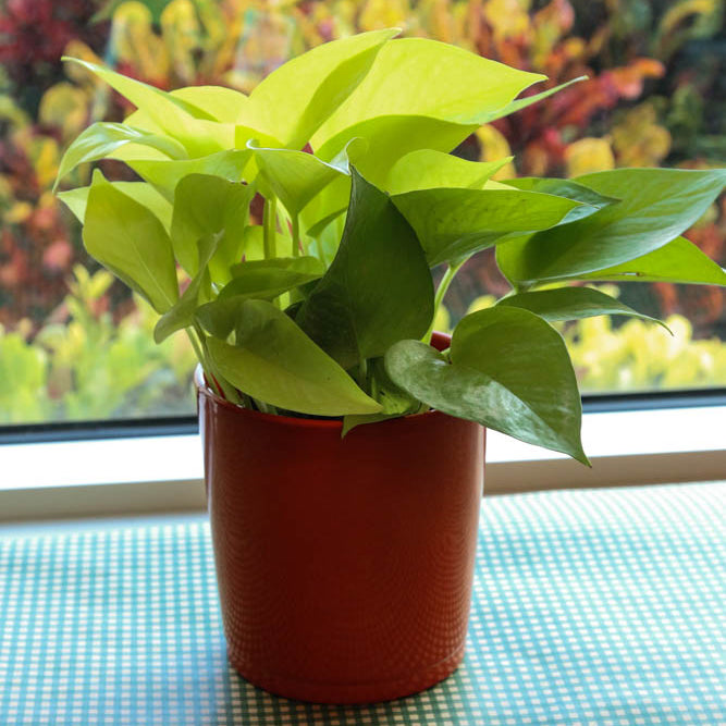 Neon Pothos