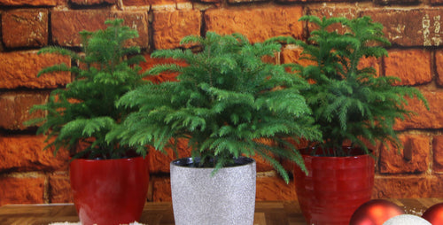 5 Reasons Why I Love Norfolk Island Pine