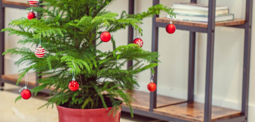 Norfolk Island Pine for the Holidays