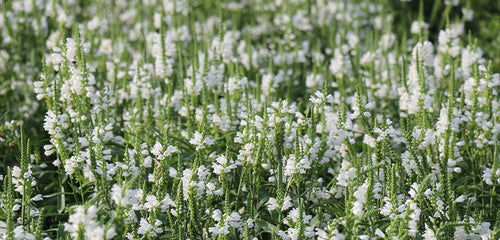 Obedient Plant