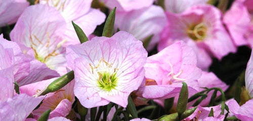 Evening Primrose