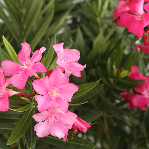 Oleander