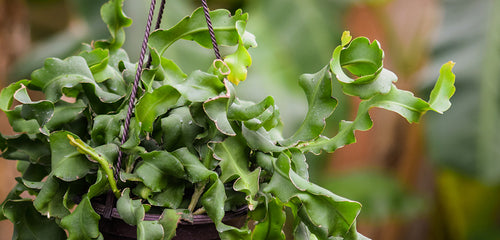 Orchid Cactus