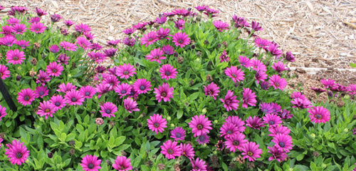 Osteospermum