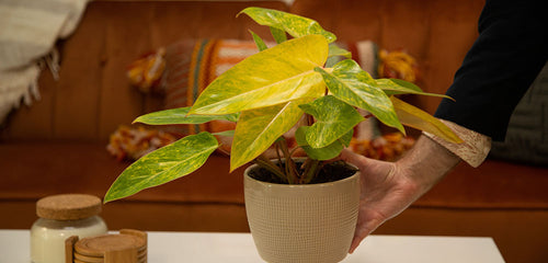 Painted Lady Philodendron