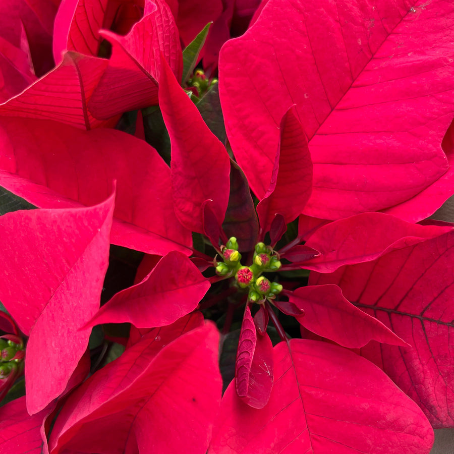 very close up view to showcase the leaves and bright red color of poinsettia foliage and the small flowers that can bloom in the center