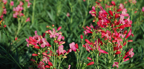 Penstemon