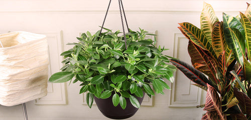 Peperomia