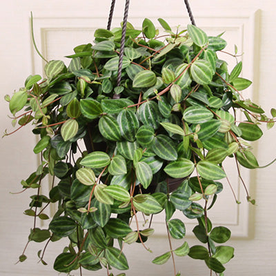 Beetle Peperomia