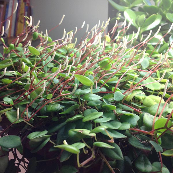 Peperomia Perciliata