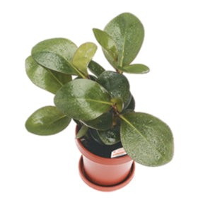 Red-Edge Peperomia